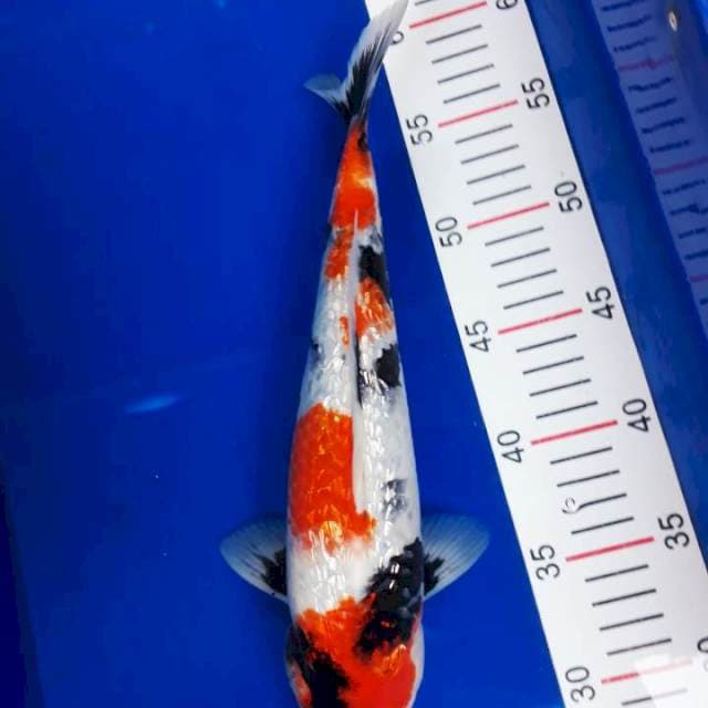 Sowa ginrin 32cm
