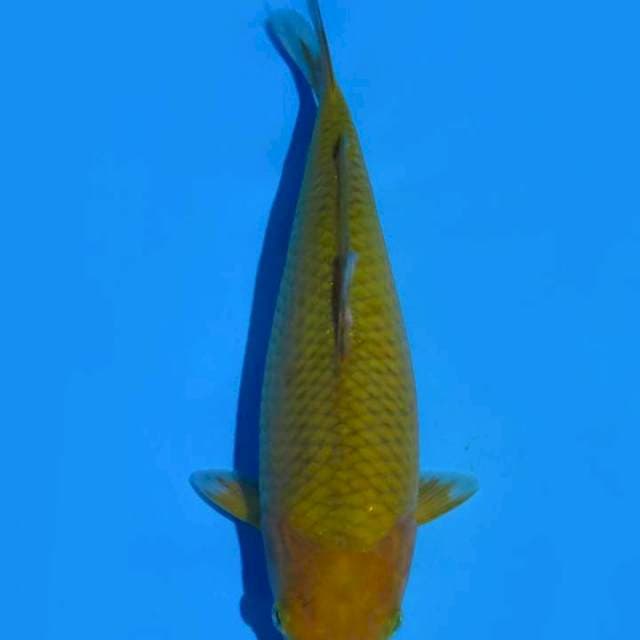 Chagoi 27cm
