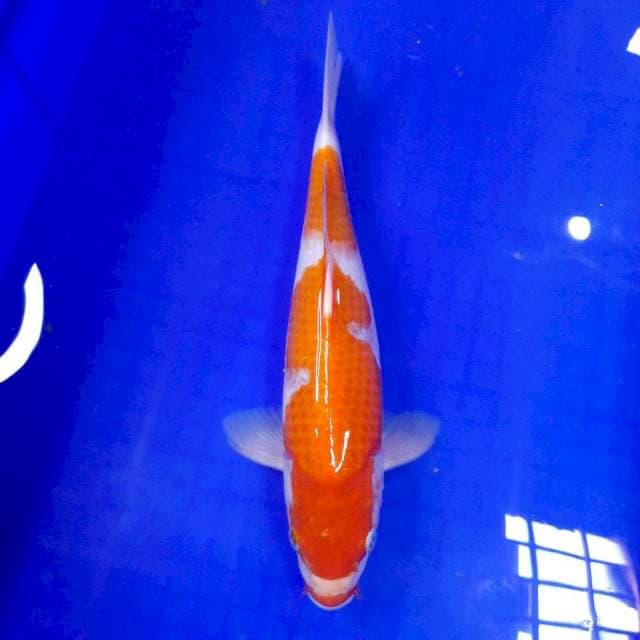 Kohaku 35 cm