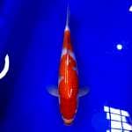 Kohaku 35 cm