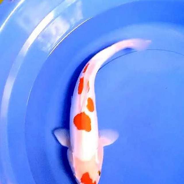 Doitsu jumbo 41 cm