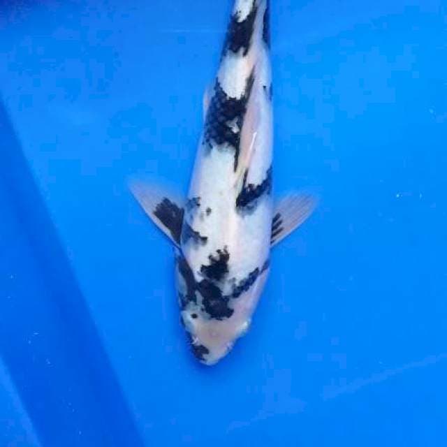 Shiro 26 male