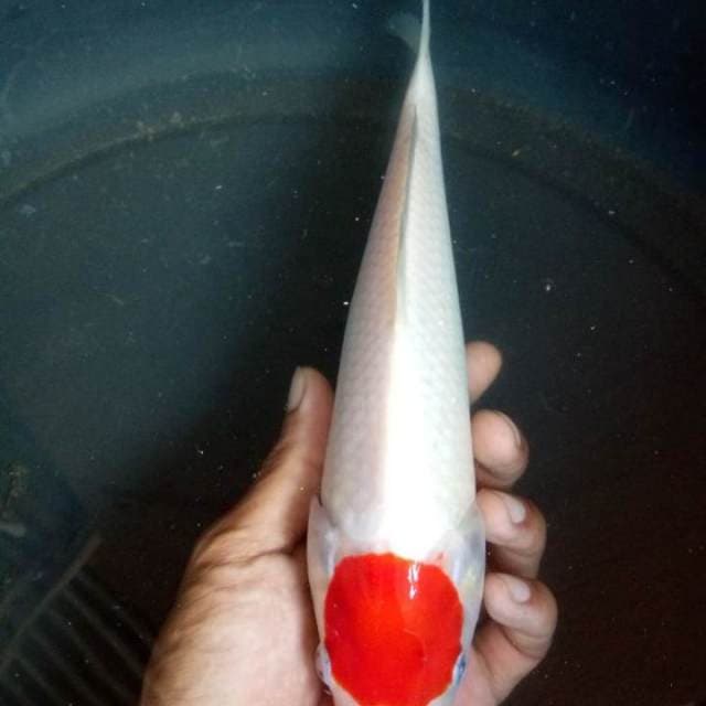 ORIGINAL TANCHO KOHAKU 28 CM