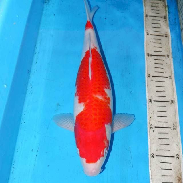 KOHAKU BULKY 36cm