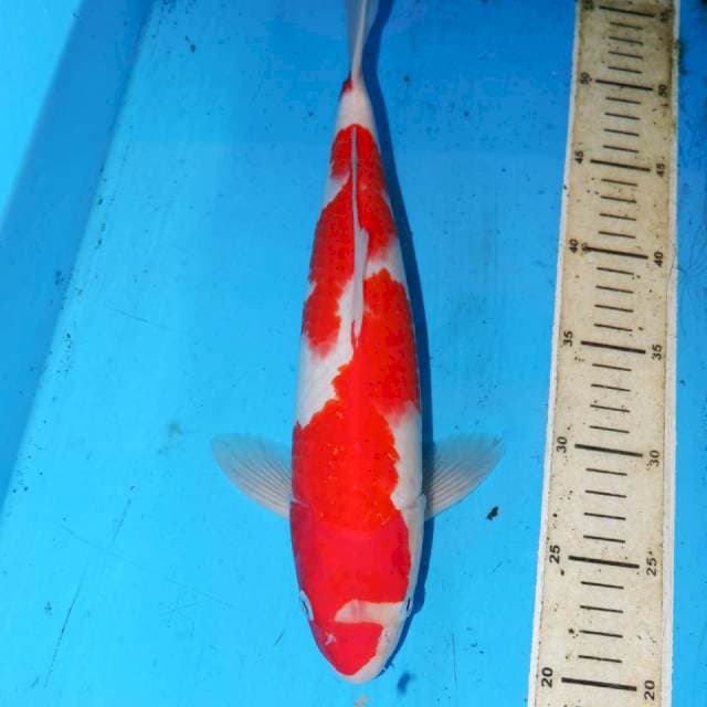 NAGA AIR INAZUMA 34CM