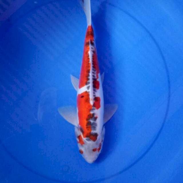 Calon jumbo 36 cm