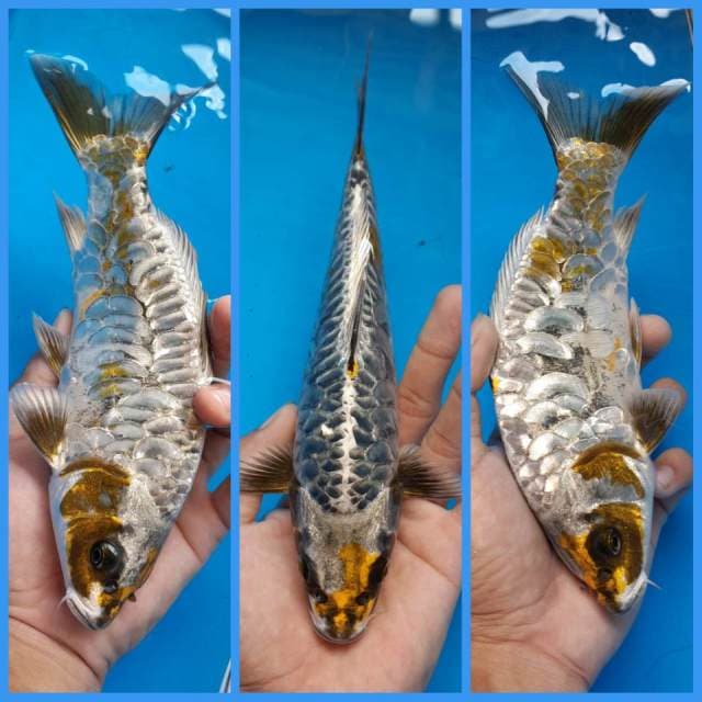 KAWARI ARAGOKE