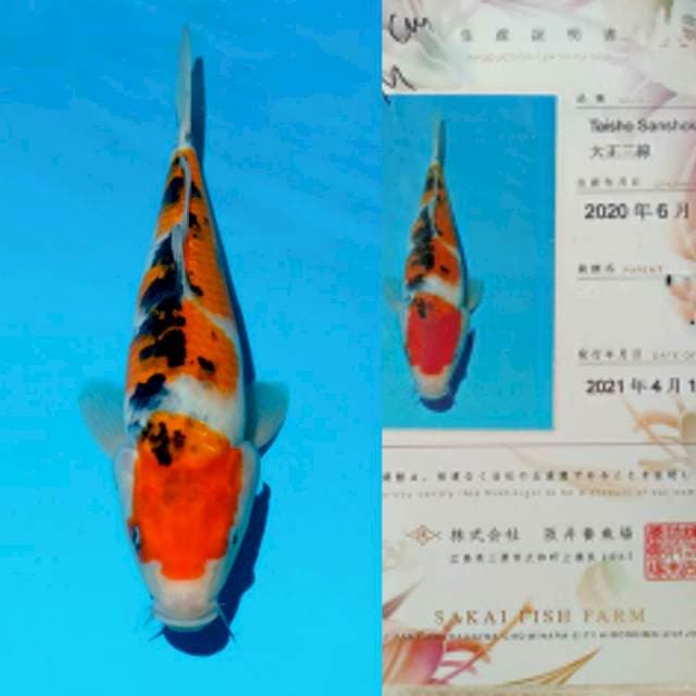 Sanke 32cm Impor Sakai Fish Farm certi