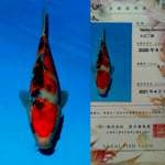 Sanke 32cm Impor Sakai Fish Farm certi
