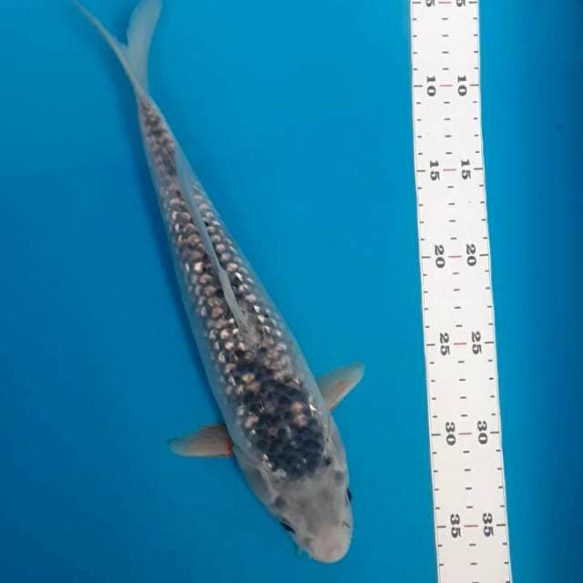 Asagi 33cm