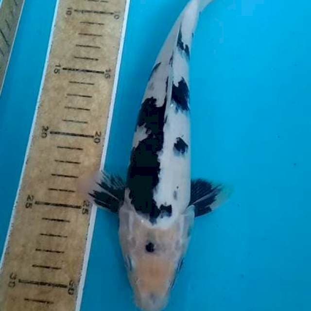 Shiro 26cm