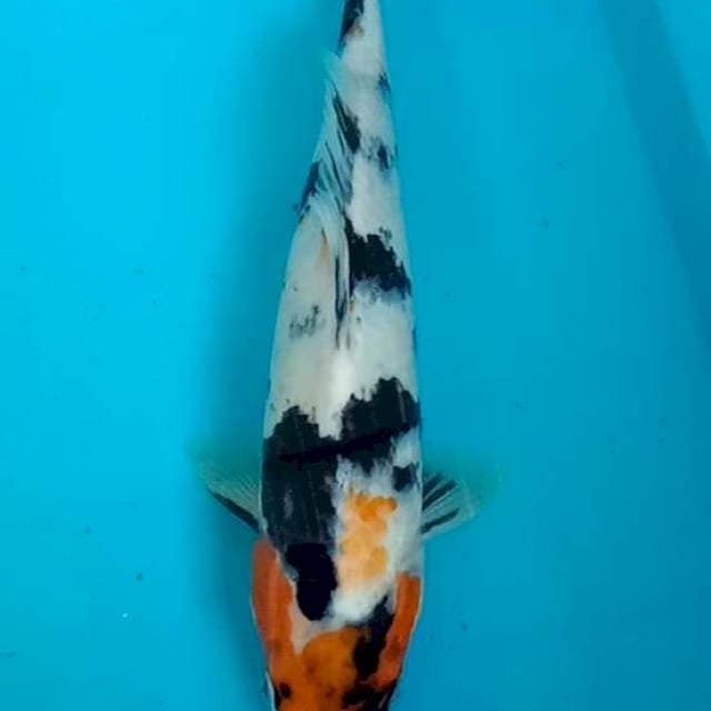Showa 27cm