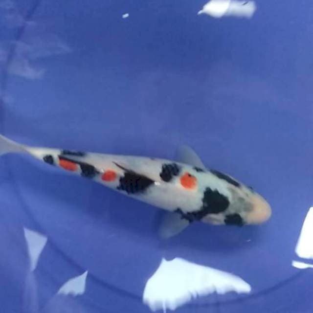 Kindai Kualitas 25cm