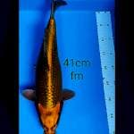 GOLD MUKASHI 41 cm