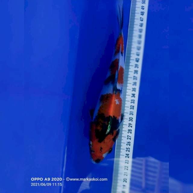 Showa 35 cm