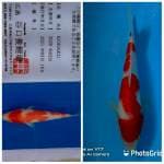 Kohaku JT taniguchi