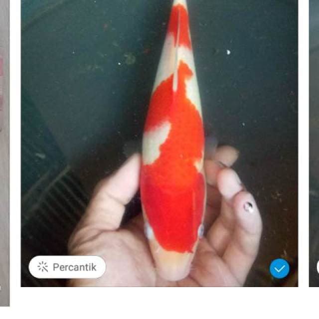 ORIGINAL KOHAKU 26 CM