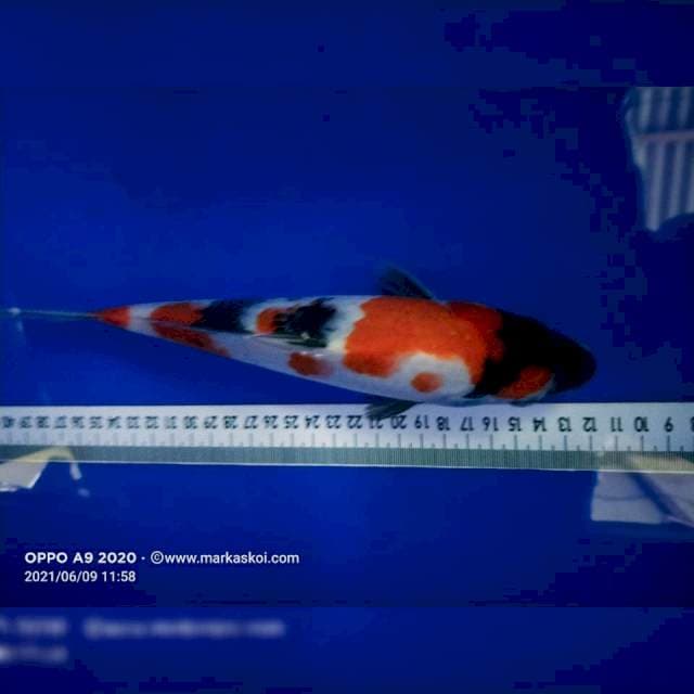Showa 25cm