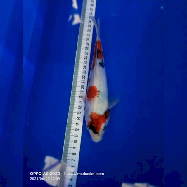 Showa 23cm