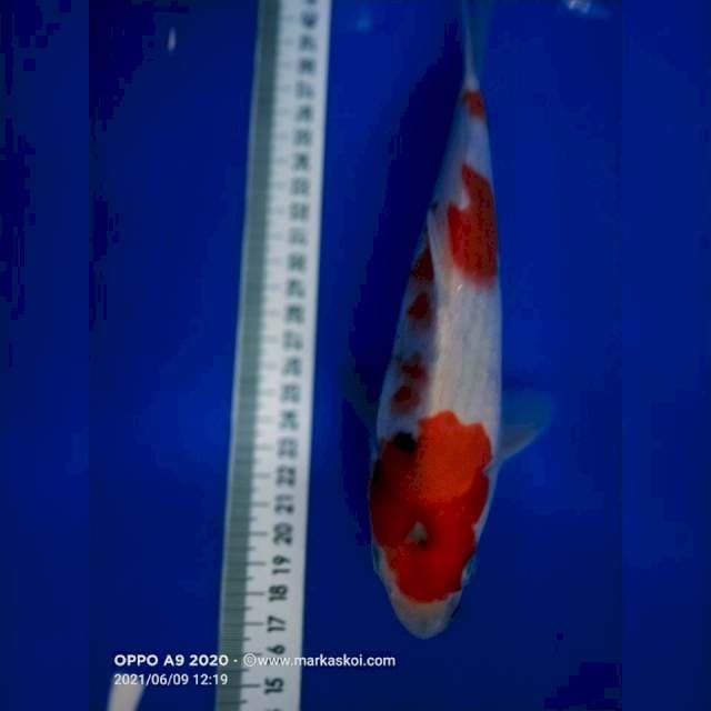 Showa 24cm
