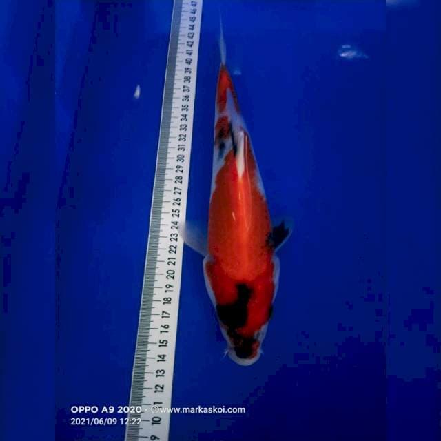 Showa 28cm