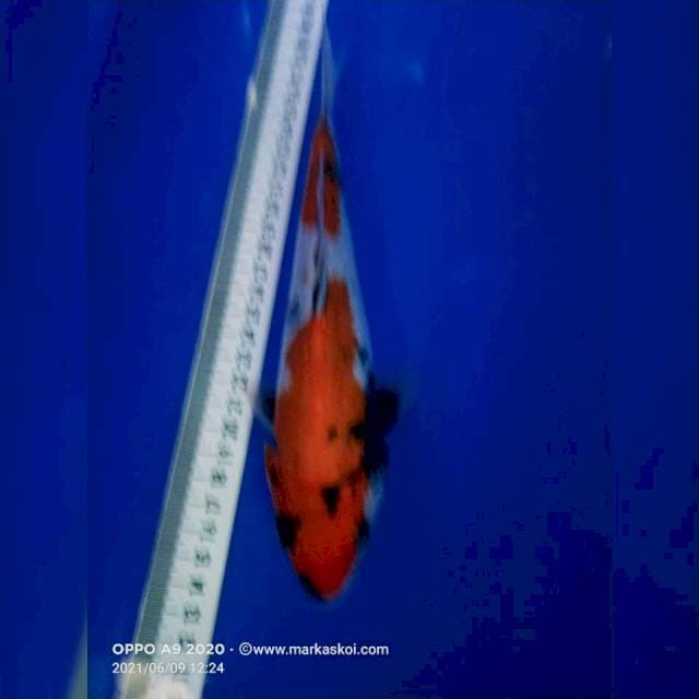 Showa 23cm