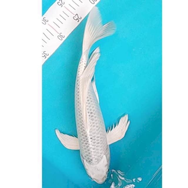 Kumpay Gin Matsuba 36cm