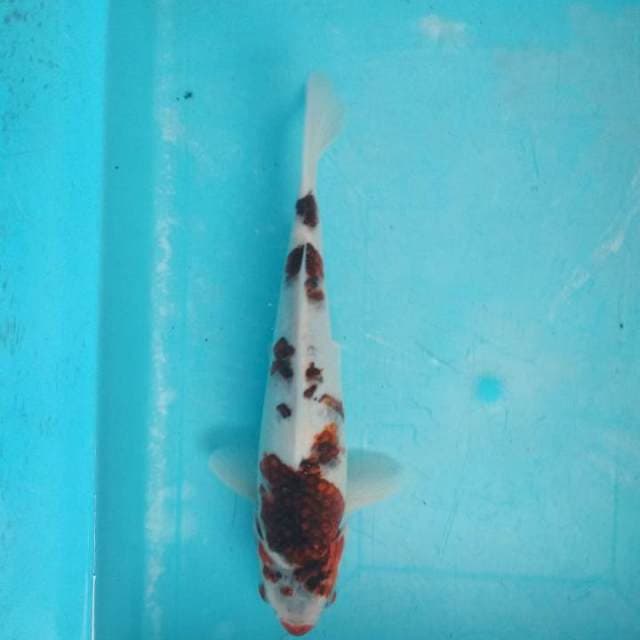Goromo