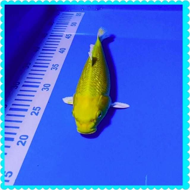 Ogon 25cm F