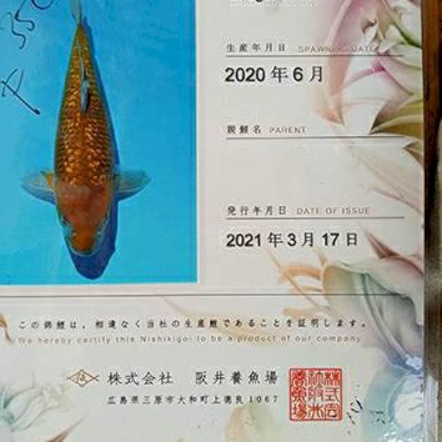 Chagoi Ginrin 35cm Sakai Fish Farm