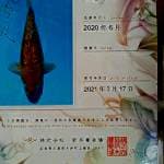 Chagoi Ginrin 35cm Sakai Fish Farm