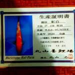 Kohaku 34cm Maruyama Farm