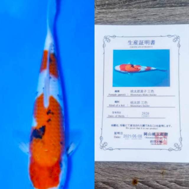 Sanke 32cm Momotaro Farm