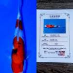 Sanke 32cm Momotaro Farm