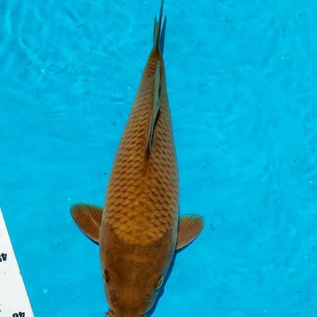 Cagoi Teh pucuk