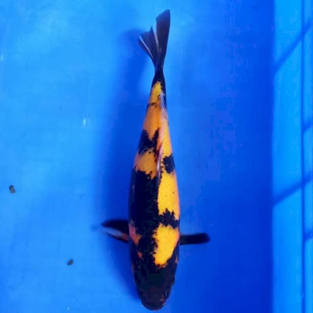Hiutsuri 30up