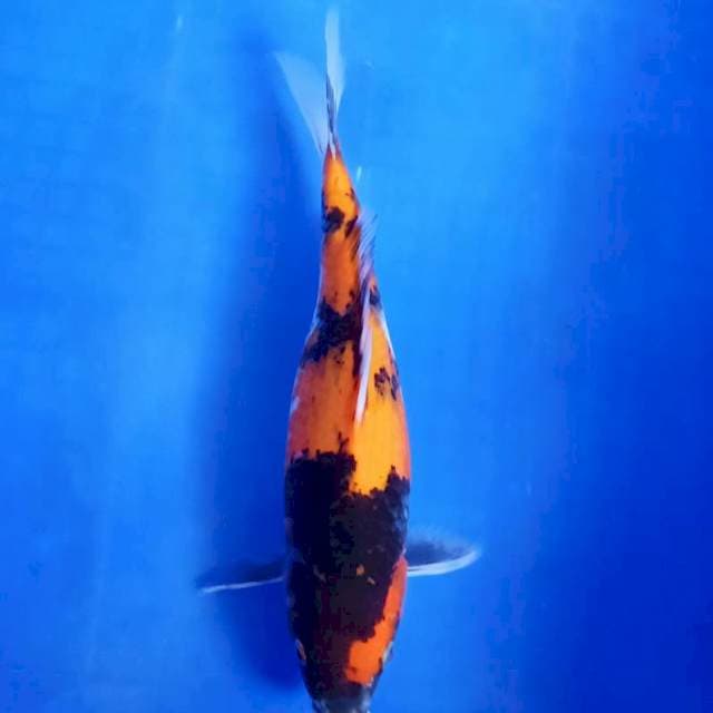 Hiutsuri 30cm