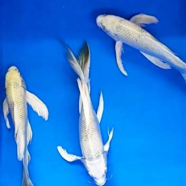 Paket Kumpay kin Showa 25-27cm