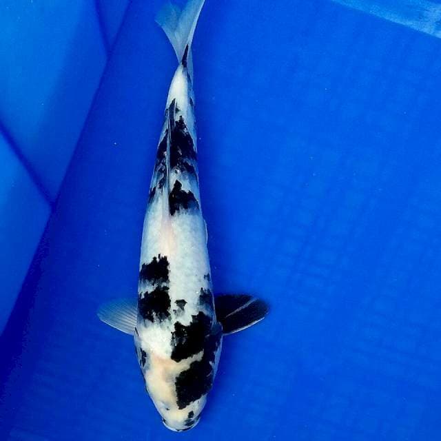 Shiro 30cm