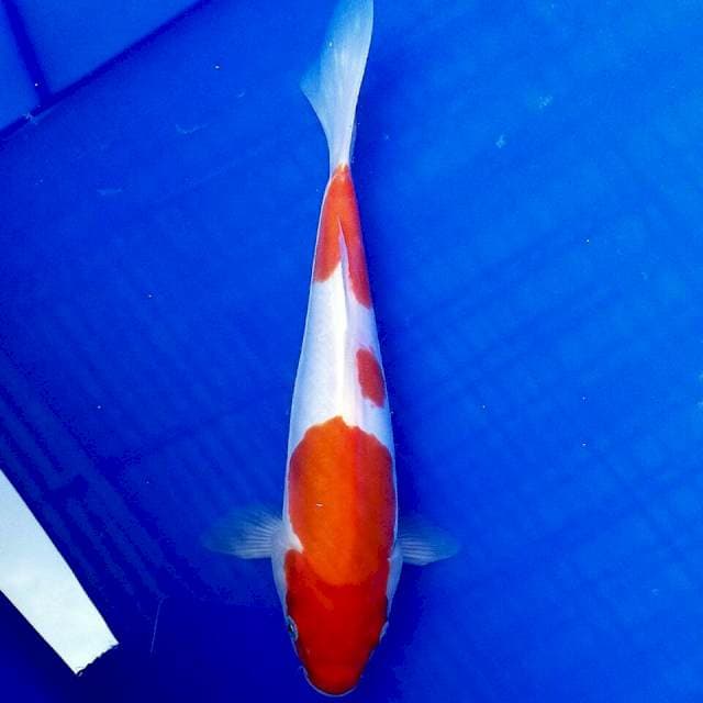 Kohaku doit 25cm