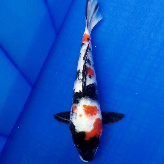 Showa 27cm