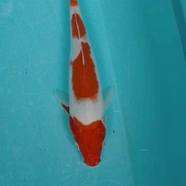Kohaku 22 cm