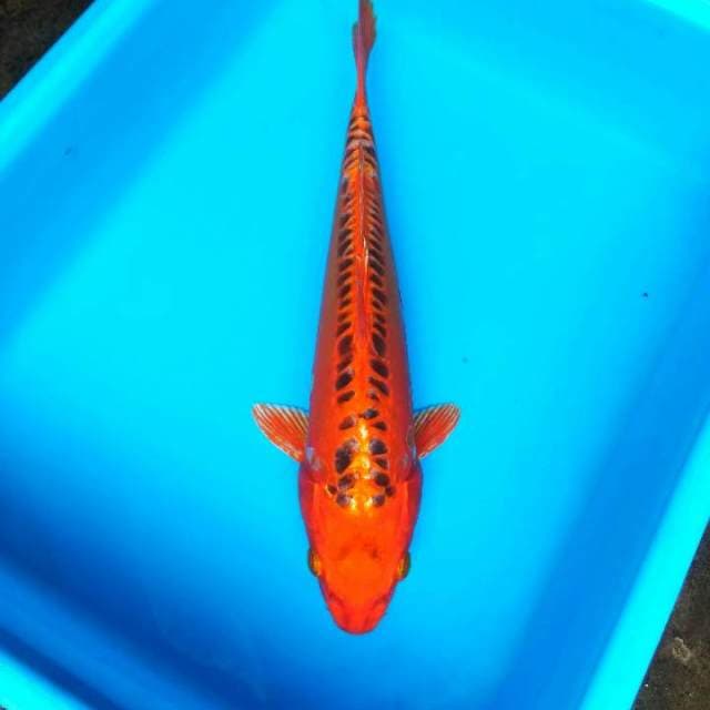The red mizuzuo 32cm