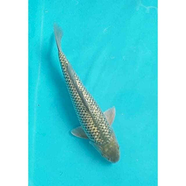Soragoi ginrin male 29 cm