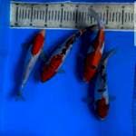 Doitsu murni sanke 24-26cm