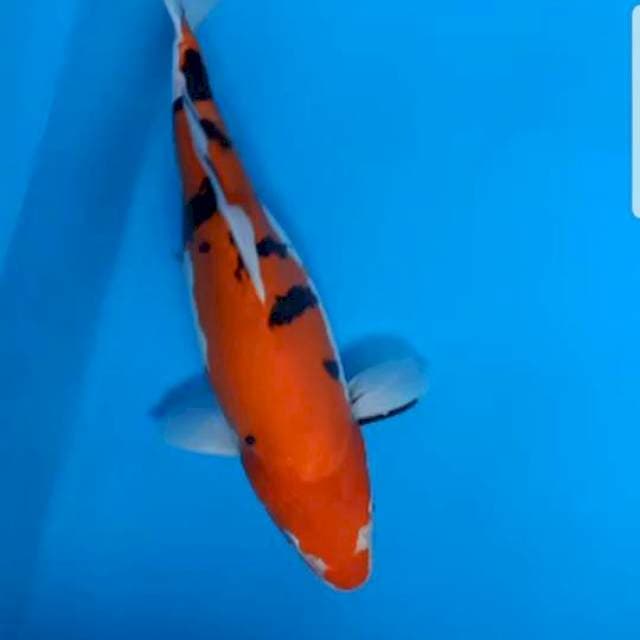 Doitsu murni showa BulQ 35cm