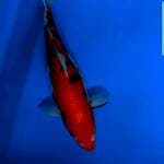 Doitsu murni showa BulQ 35cm