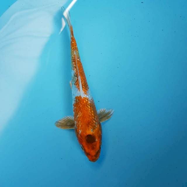 KIN SHOWA 20 cm
