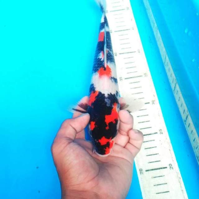 Dragon showa male 32 cm