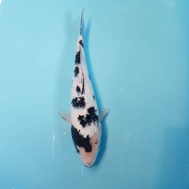 SHIRO KUCIBENI 26